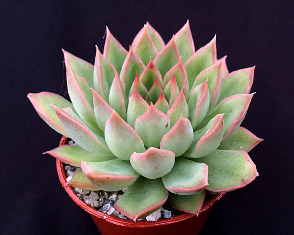 Echeveria 'Sagita'