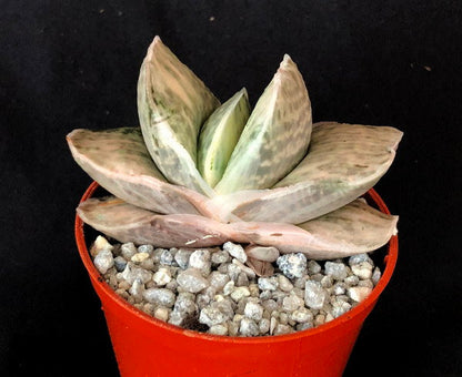 Gasteria cv. 'Sakura Fuji'