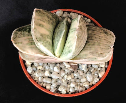 Gasteria cv. 'Sakura Fuji'