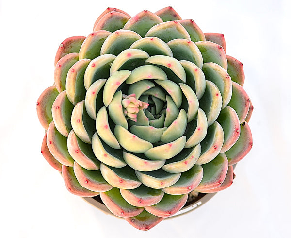 Echeveria 'Queen Salsa'