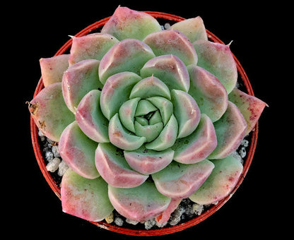 Echeveria sanchez-mejoradae