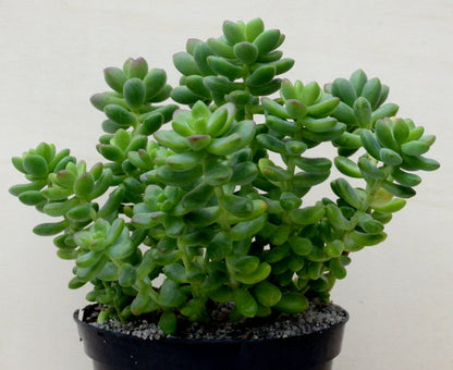 Sedum 'Sandra Mottram'