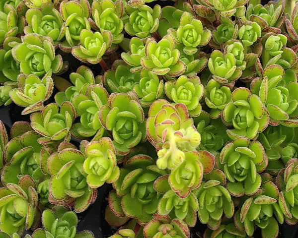 Aeonium saundersii