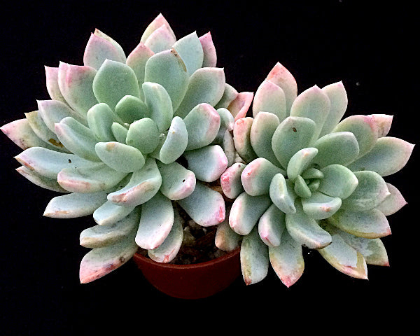 x Pachyveria 'Scheideckeri'