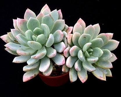 x Pachyveria 'Scheideckeri'