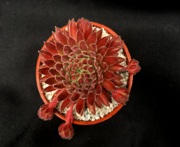 Sempervivum 'Sea Coral'