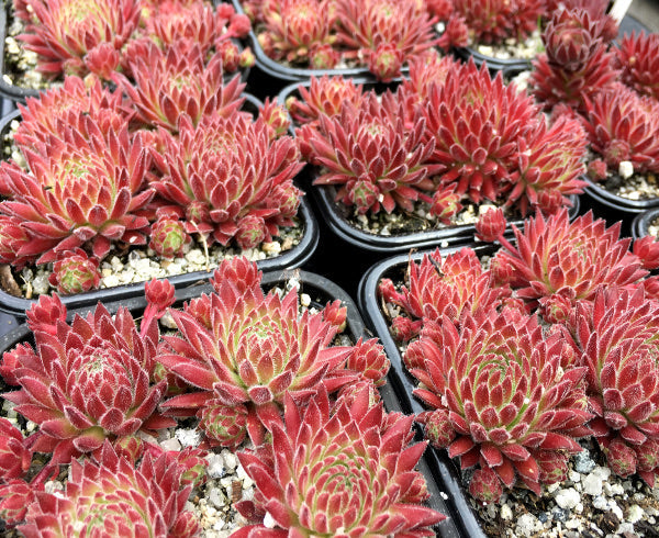 Sempervivum 'Sea Coral'