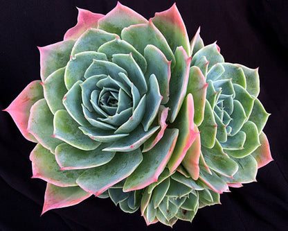 Echeveria secunda var. glauca