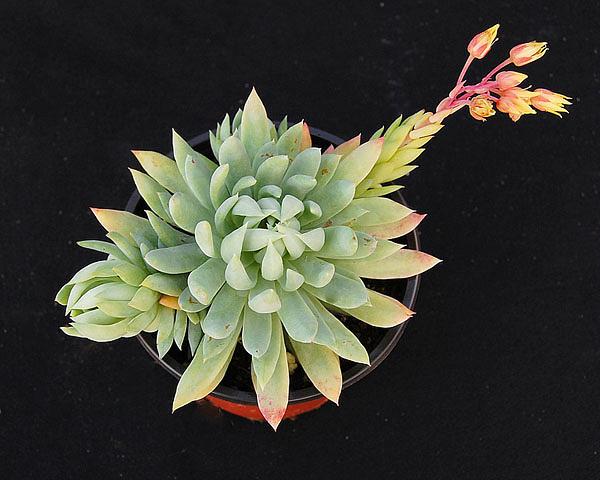 x Sedeveria 'Fanfare'