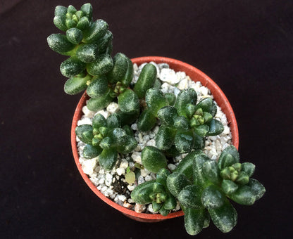 Sedum furfuraceum