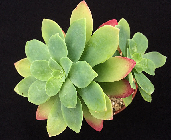 Sedum palmeri