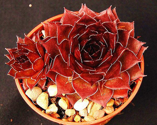 Sempervivum 'Bitter Chocolate'