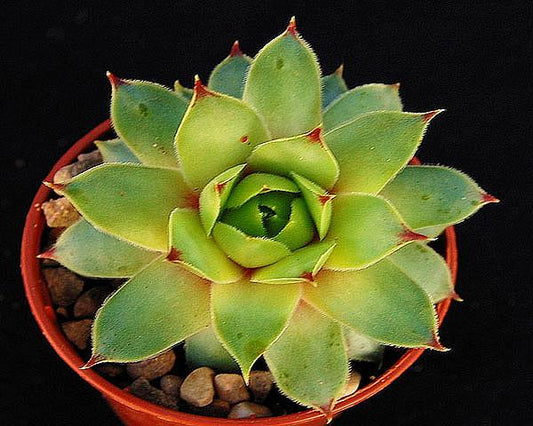 Sempervivum 'Limelight'