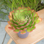 A Semponium 'Diamond' plant with vibrant lime green leaves and a red outline, displayed in a gray pot, set against a blurred background of plants.