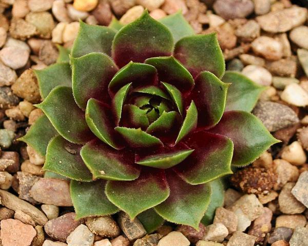 Sempervivum 'Tickled Pink'