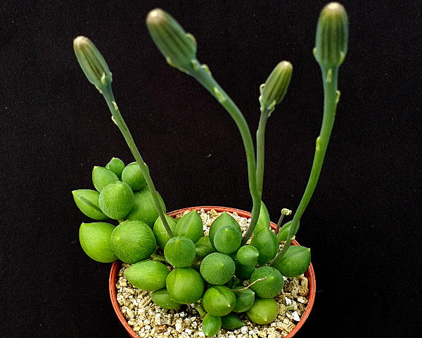 Curio herreianus | String of Beads