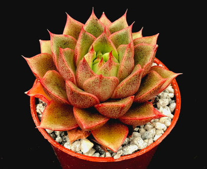 Echeveria setorum 'Victor'