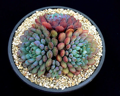 Echeveria setosa var. deminuta