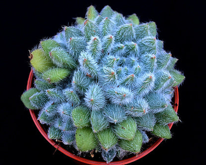 Echeveria setosa v. minor