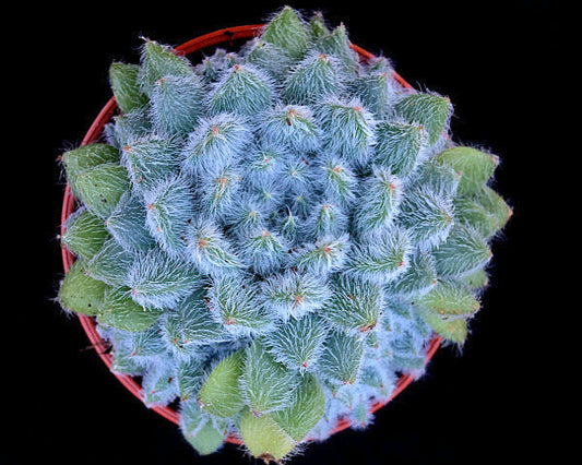 Echeveria setosa v. minor