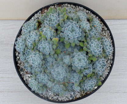 Echeveria setosa v. minor