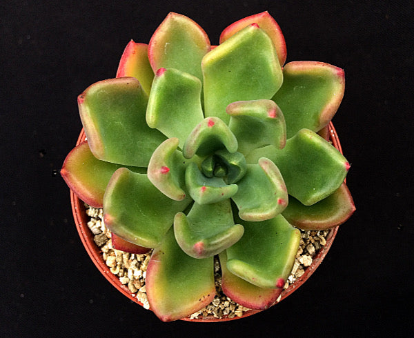 Echeveria setosa var. oteroi