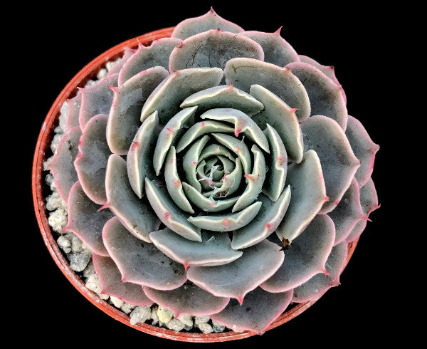 Echeveria secunda x shaviana