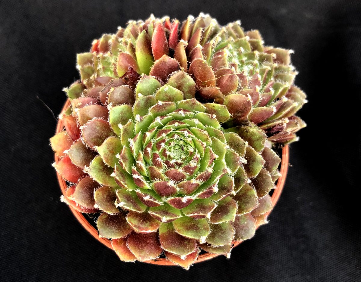 Sempervivum 'Silver Kenovel'