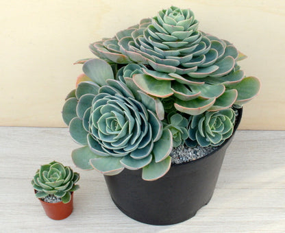 Echeveria glauca 'Silver Lining'