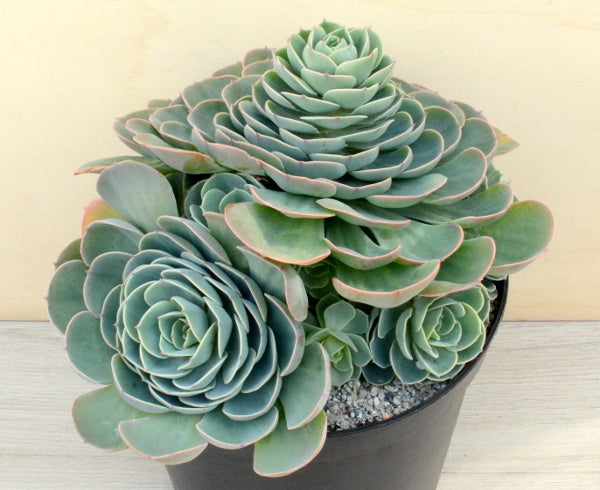 Echeveria glauca 'Silver Lining'