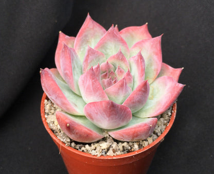 Echeveria 'Silver Surfer'