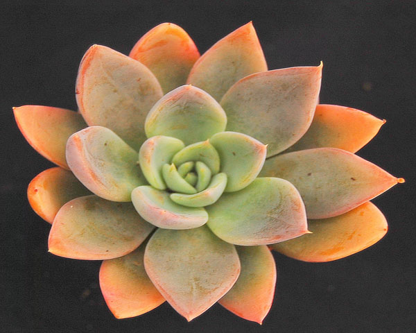 Echeveria 'Silver Queen'