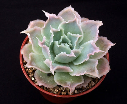 Echeveria simulans