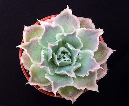 Echeveria simulans