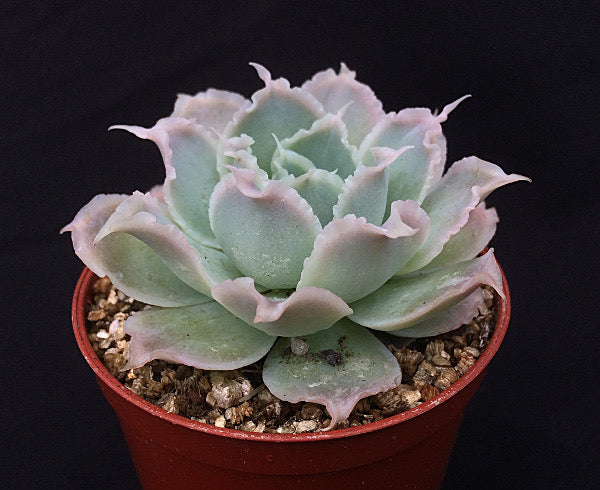 Echeveria simulans