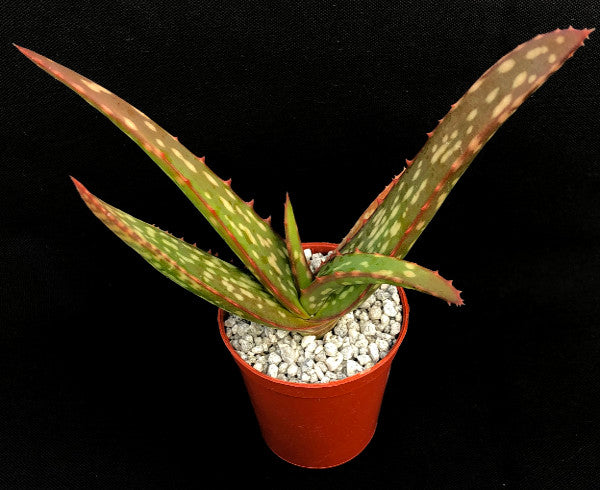 Aloe sinkatana | Sudan Aloe
