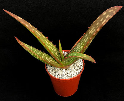 Aloe sinkatana (Sudan Aloe)