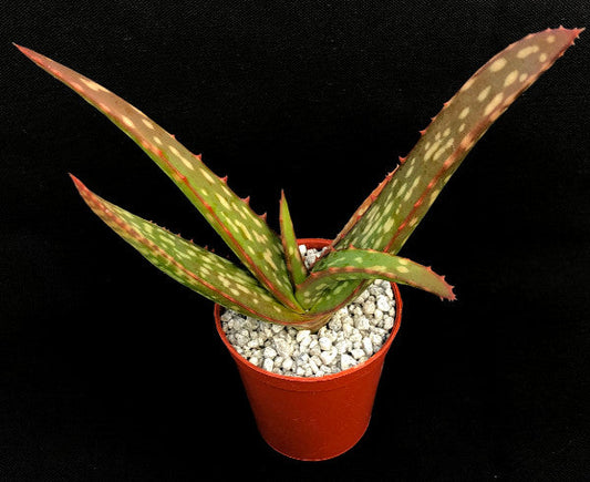 Aloe sinkatana (Sudan Aloe)