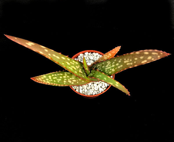 Aloe sinkatana | Sudan Aloe