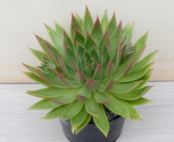 Echeveria agavoides 'Slender'