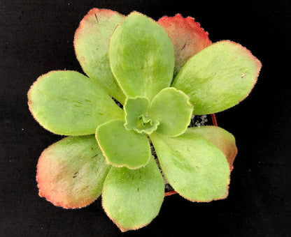 Aeonium smithii