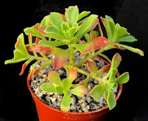 Aeonium spathulatum