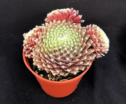 Sempervivum 'Sprite'