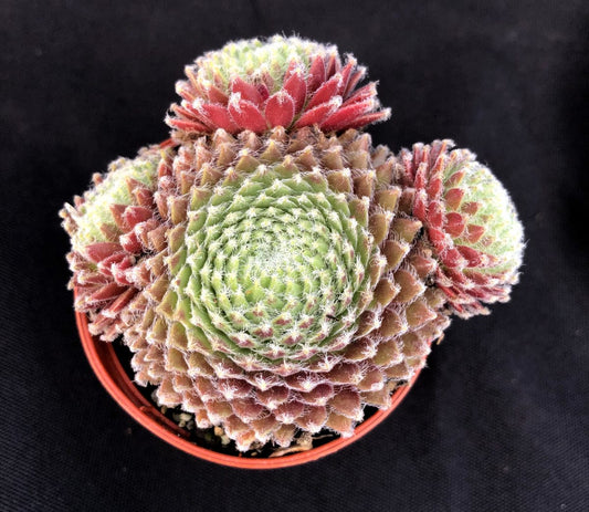 Sempervivum 'Sprite'