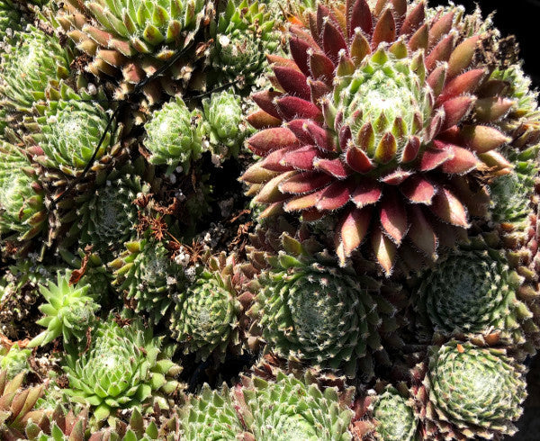 Sempervivum 'Sprite'