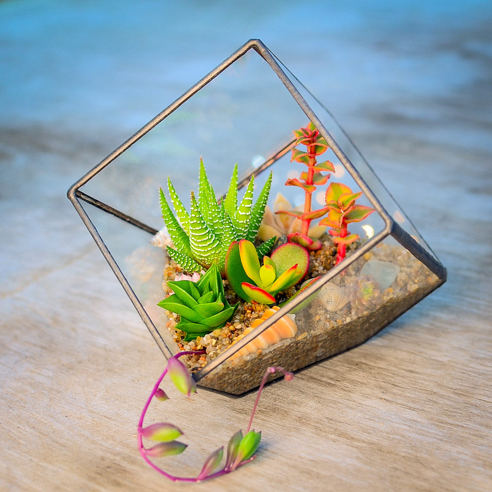 Geometric Terrarium Succulent Grow Kit