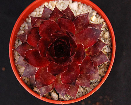 Sempervivum 'Squib'