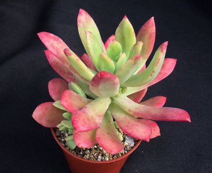 Echeveria ssp. nova