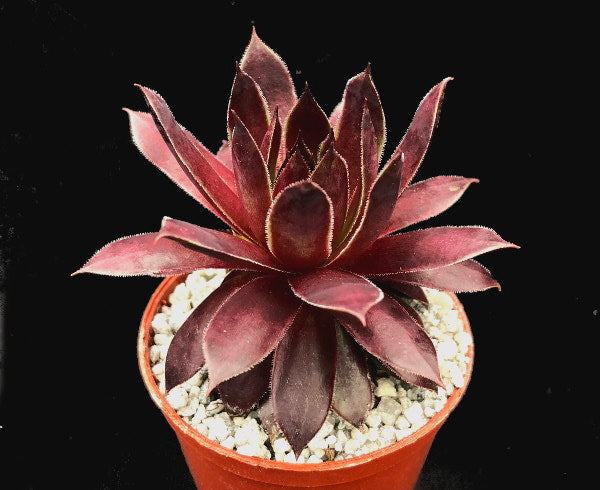 Sempervivum 'Star Burst'