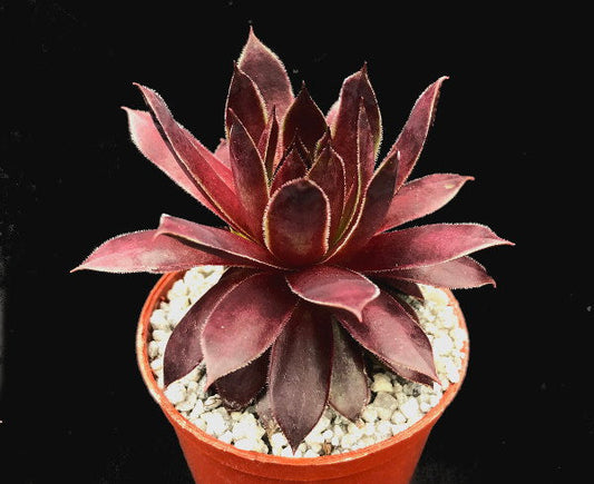 Sempervivum 'Star Burst'